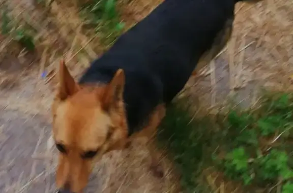 Собака без ошейника найдена в Ковшовке, Фокинский район