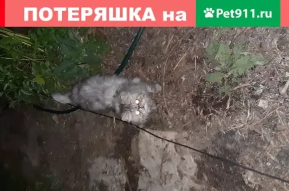 Кошка Толи найдена в Калужской области