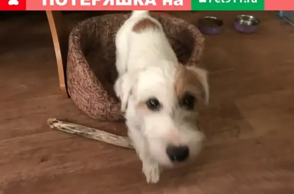 Пропала собака Щенок Джек Рассл Терьер на Каменской улице, Новосибирск