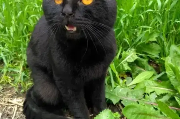 Пропала Шотландская вислоухая кошка в Ставрополе