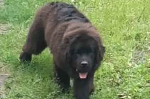 Пропала большая черная собака в районе 