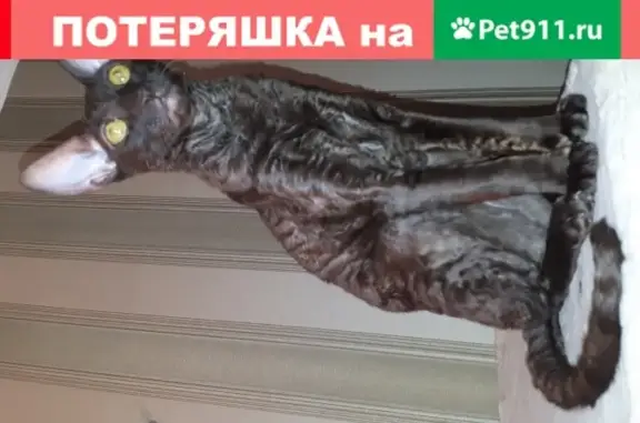 Пропала кошка Шорлотта в Москве