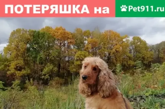Пропала собака Ви в Сенино, Чеховский район