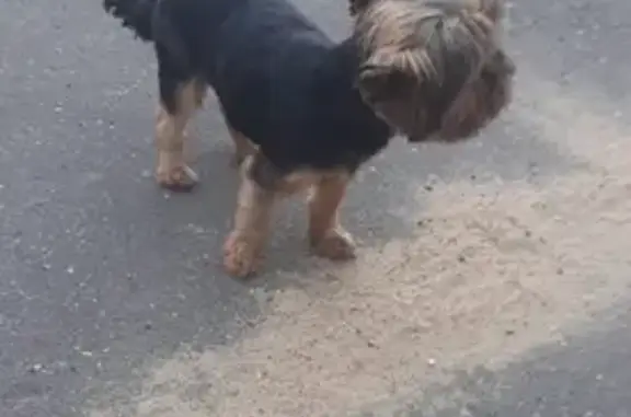 Пропала собака Юлька в Домодедово