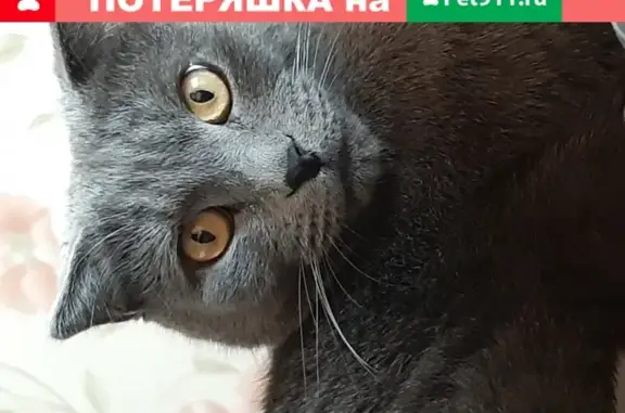 Потерянные животные Новосибирск, фото: Пропала кошка Люс в СНТ Приобье, требуется лечение. Тел. 8-952-903-90-25