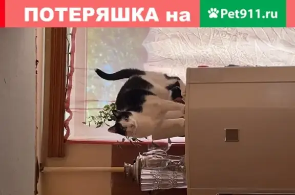 Кошки потеряшки, Санкт-Петербург, фото: Потеряшка кот Боня в Санкт-Петербурге