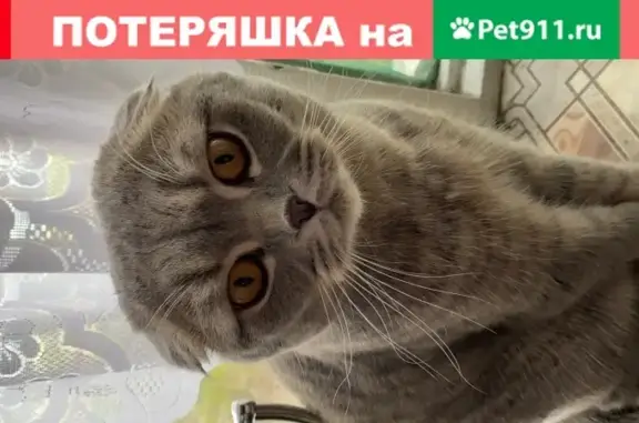 Пропала кошка в Москве - серый британский кот.