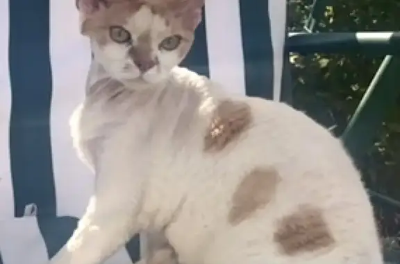 Кошки потеряшки, Наро-Фоминск, фото: Потеряшка кошка Тихон в снт 