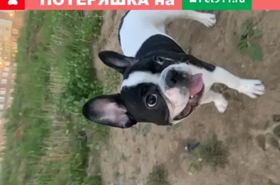 Пропала собака Шелби в районе Быково, Подольский район