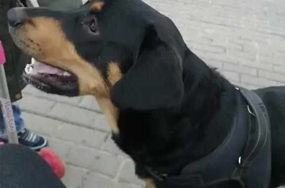 Пропала собака Шерлок в д. Беседы, похож на Словацкого копова.