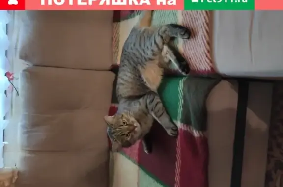 Пропал кот Тимошка на даче в Москве