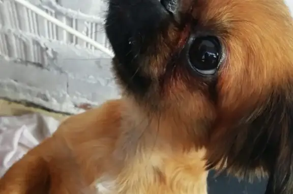 Пропала собака в Солнечногорске: Рыжий окрас, Прибрежная роща, 27.06.2021.