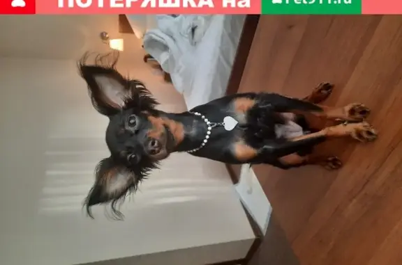 Пропала собака Вики, СНТ Сосна, Новосибирск