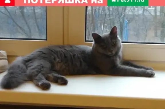 Кошки потеряшки, Санкт-Петербург, фото: Потеряшка кошка в Санкт-Петербурге 26.06