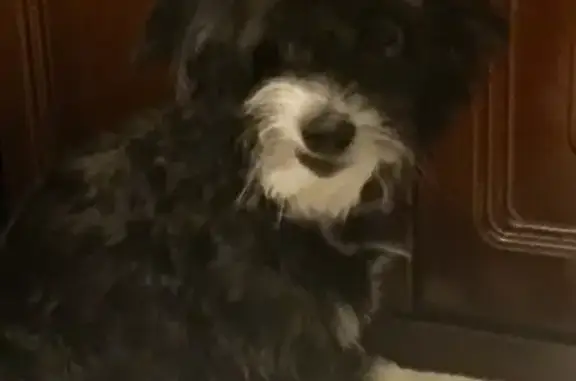 Найдена собака в Марфино, Мытищи
