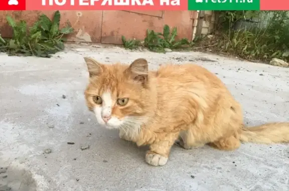 Найдена кошка на ул. Чернышевского 27 в Петрозаводске