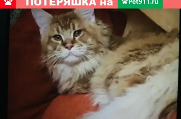 Пропал кот Мурзик в Гольево, Красногорск