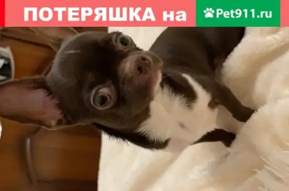 Пропала собака в Солнечногорске: мальчик чихуа шоколадного окраса.