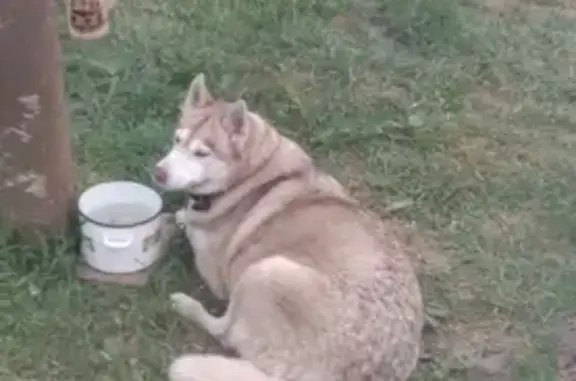 Пропала собака Герда в Котовицах, Новгородская область.