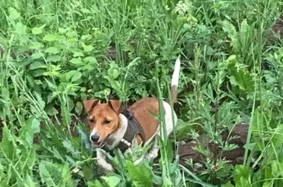 Пропала собака Фрея на улице Сююмбике, 52