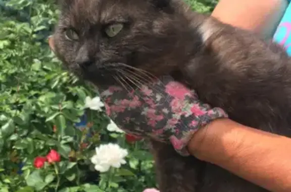 Найден кот в Переславле-Залесском, Московская улица, 16
