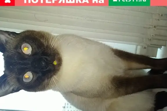 Кошки потеряшки, Санкт-Петербург, фото: Потеряшка кошка Оскар в Санкт-Петербурге