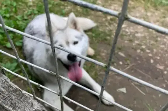 Найдена собака в посёлке Атепцево, Наро-Фоминск
