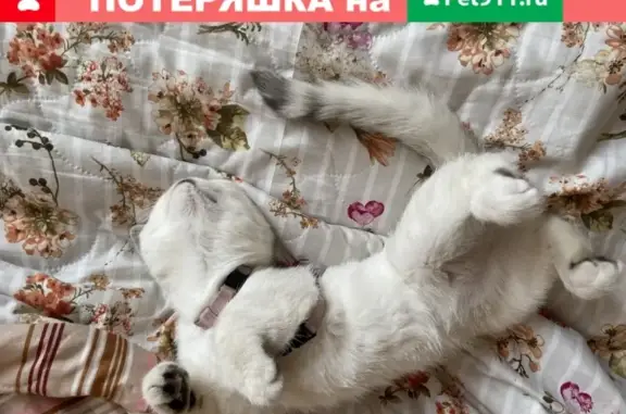 Кошки потеряшки, Москва, фото: Потеряшка Шотландская кошечка в Москве.