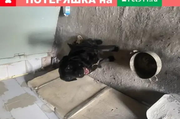 Собака найдена в Омске!