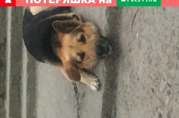 Собаки потеряшки, Новороссийск, фото: Потеряшка собака Босс в посёлке Верхнебаканский, Новороссийск