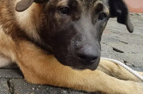 Собака найдена в Москве, близ Бауманского сада.