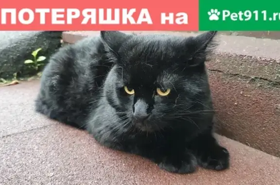 Кошка найдена: Игарский проезд 13, Москва.