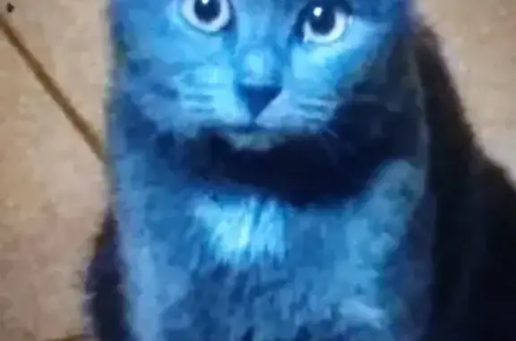 Кошки потеряшки, Санкт-Петербург, фото: Потеряшка кошка в Санкт-Петербурге 25.06.2021.