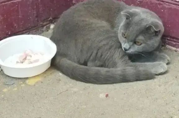 Найдена кошка в Воронеже