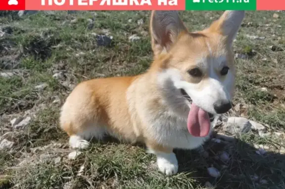 Пропала собака Вета в Чеховском районе МО