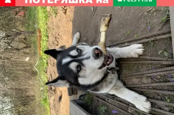 Пропала собака в Смоленске, район Тихвинки - Сибирская хаски, чёрно-белый, 10.05.2021