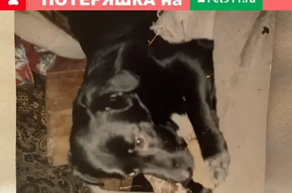 Собаки потеряшки, Санкт-Петербург, фото: Потеряшка собака БОНЯ на Большой Монетной, Петроградский район