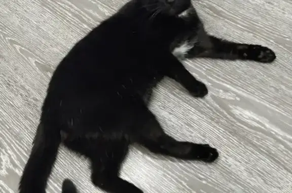 Пропала кошка Черный кот с белыми пятнами в Чебоксарах, Альгешево, ул. Болгарстроя 1