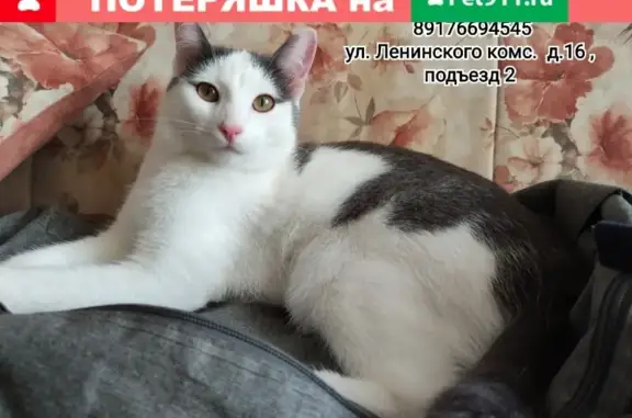 Пропал кот Толик с ул. Ленинского Комсомола 16