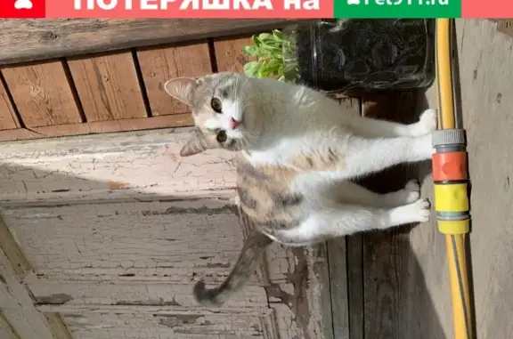 Пропала кошка Мелочь в Видном, ул. Черняховского, 34