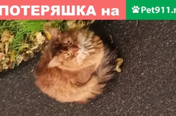 Найдена бурая кошка на Павловском шоссе в Колпино