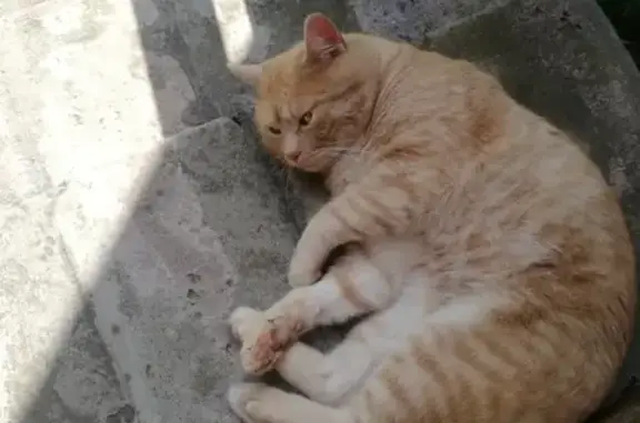 Пропала кошка Кот в Истре, 26 июня, 18:00, метис, 10 лет.