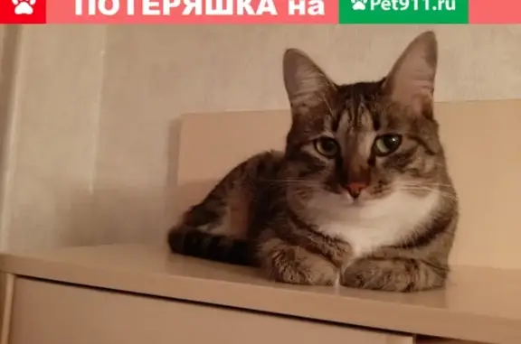 Пропала кошка в Петрозаводске, тигрового окраса