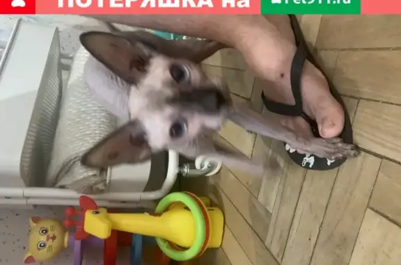 Найдена ласковая сфинкс-кошка на ул. Свободы, Москва