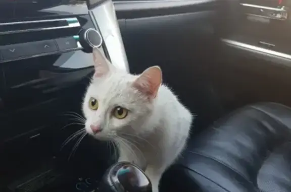 Найдена домашняя кошка с Варшавского шоссе, глухая.