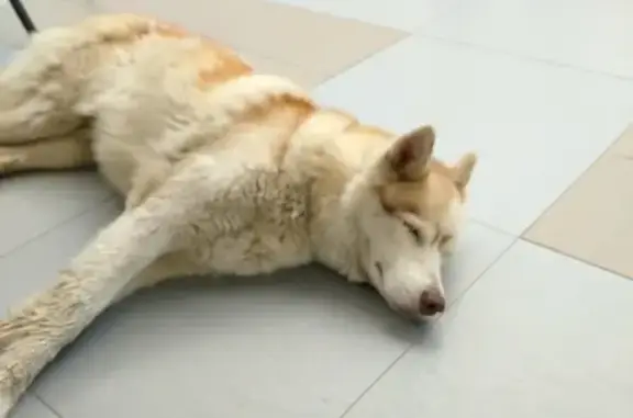 Собака найдена в Ростове-на-Дону, изможденная.