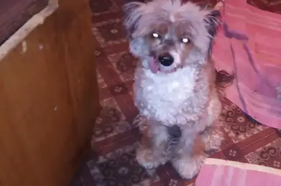 Собаки потеряшки, Липецк, фото: Потеряшка собака в Липецке на Дачном 5