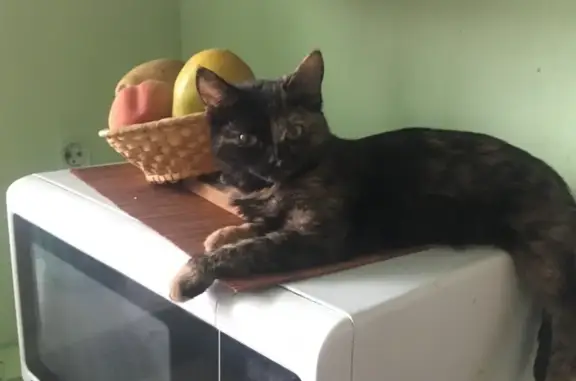 Пропала ласковая кошка в Кемерово, возраст 3 года