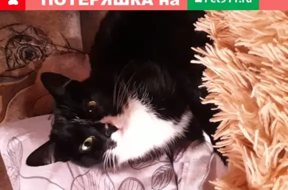 Пропала кошка на ул. Чумбарова-Лучинского, 7 в Мурманске