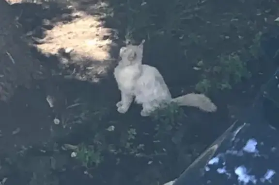 Найдена кошка и котенок с поврежденной лапкой на Титова
